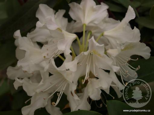 Rododendron Cunninhim´s White