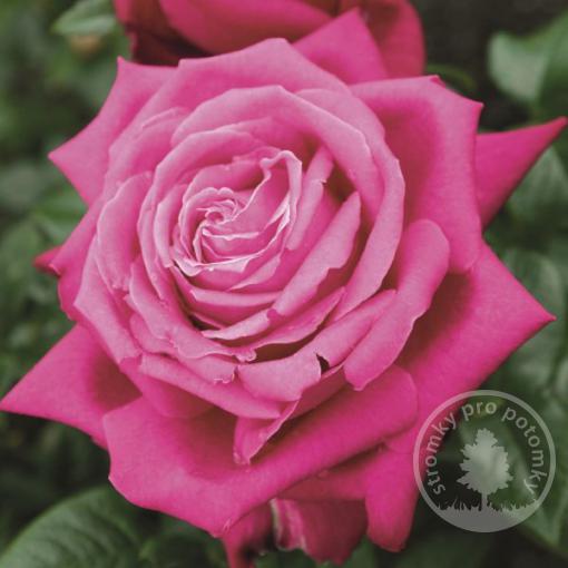 Senteur Royale velkokvětá růže čajohybrid