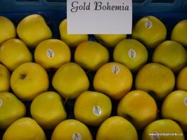 Jabloň Bohemia Gold (podnož M26, kontejner)