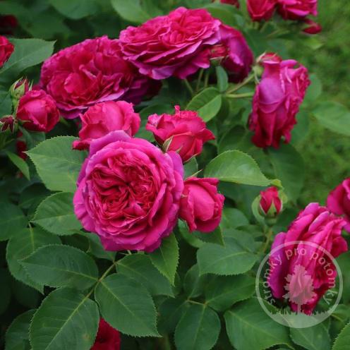 Sophie Louise nostalgická růže
