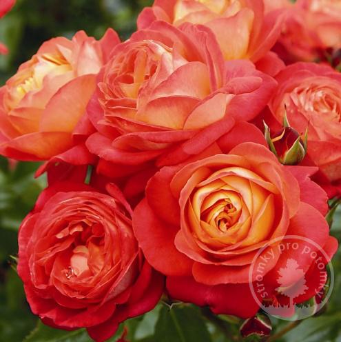 Midsummer velkokvětá růže