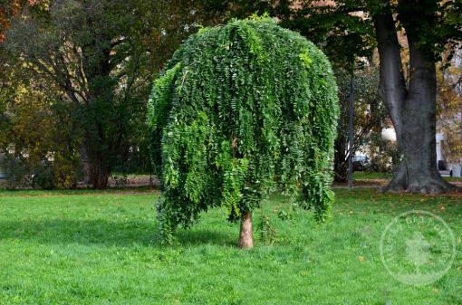 Jerlín japonský Pendula