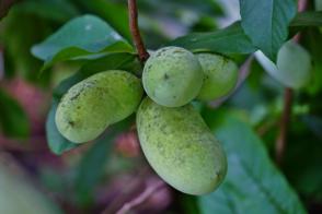 Paw paw - Bellé ,banán severu Asimina triloba