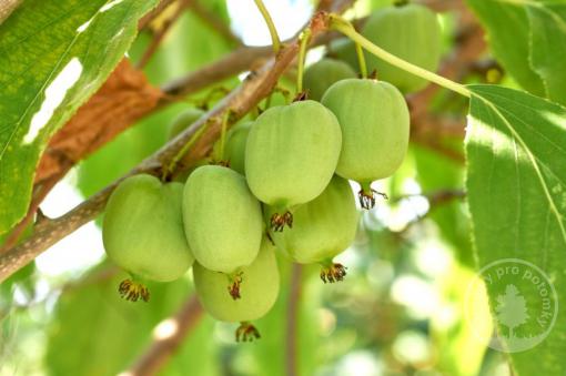 Japsai kiwi samosprašné