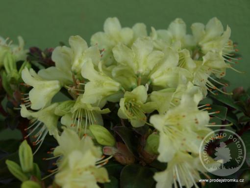 Rhododendron kelsyiei Wren