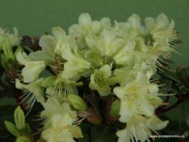 Rhododendron kelsyiei Wren