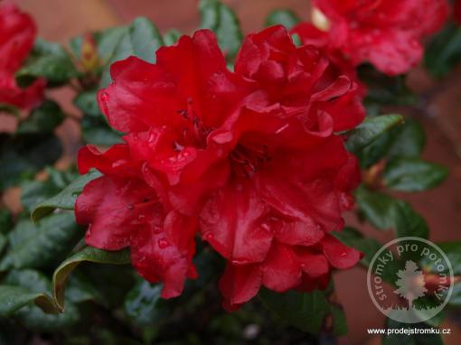 Rhododendron Scarlett Wonder