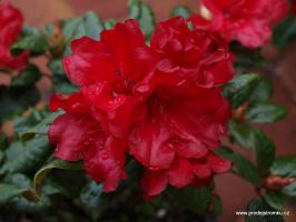 Rhododendron Scarlett Wonder