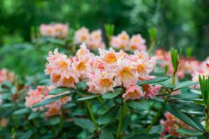 Rhododendron Tortoiseshell Orange