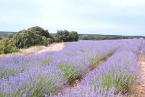 Levandule prostřední Grapenhall - PROVENCÁLSKÁ LEVANDULE