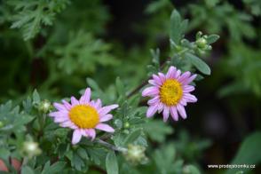 Chrysantéma mrazuvzdorná Clara Curtis