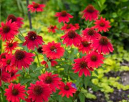 Echinacea (Třapatka) Lakota Red