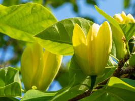 Magnolie Yellow Lantern