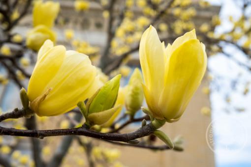 Magnolie Yellow Lantern