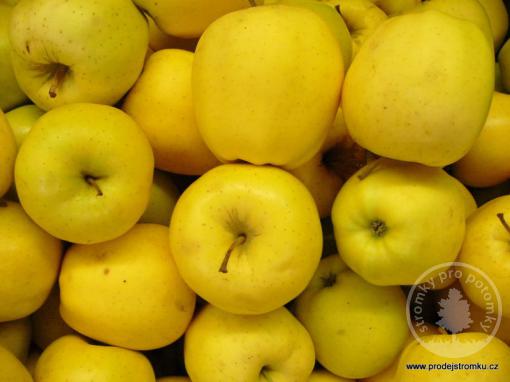 Jabloň Golden Delicious (podnož M26)