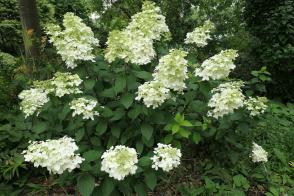 Hortenzie latnatá White Lady