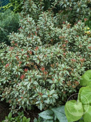 Pieris japonský Little Frosty