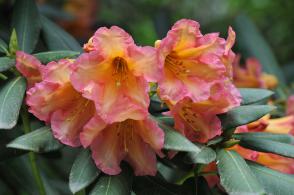 Rododendron Scyphocalix