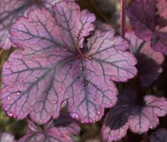 Dlužicha Northern Exposure Purple