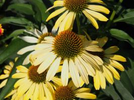 Echinacea / Třapatka nachová Mellow Yellow