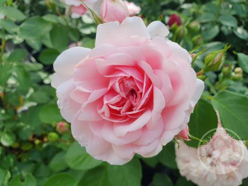 Blush Winterjewel růže