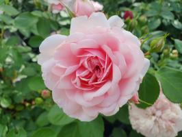 Blush Winterjewel růže