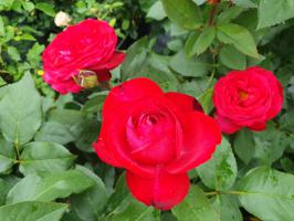 Birthe Kjaer Renaissance růže