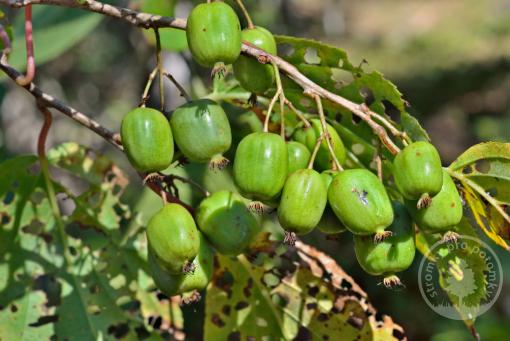 Chang Bai Giant kiwi samičí rostlina