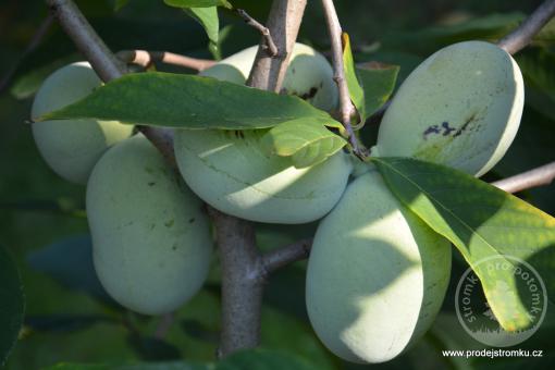 Paw paw - Overlease, banán severu Asimina triloba