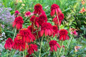 Echinacea (Třapatka) Eccentric