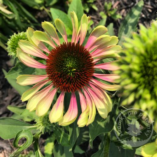 Echinacea (Třapatka) Sweet Sandia