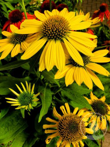 Echinacea (Třapatka) Lakota Yellow