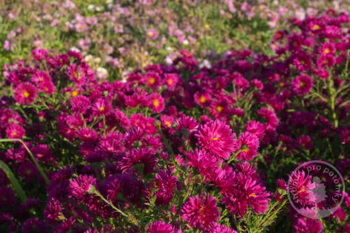 Astra novobelgická Crimson Brocade