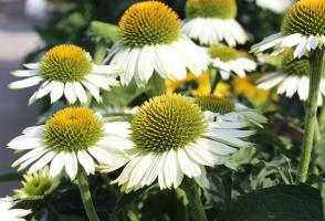 Echinacea (Třapatka) Lakota White