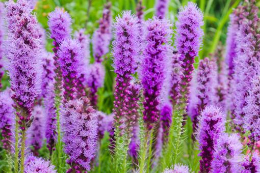 Šuskarda Floristan Violet