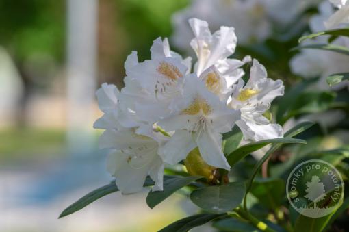 Rododendron Madame Masson