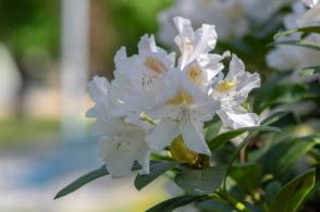 Rododendron Madame Masson