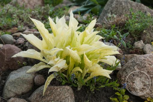 Hosta White Feather