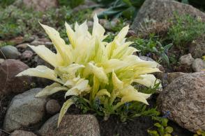 Hosta White Feather