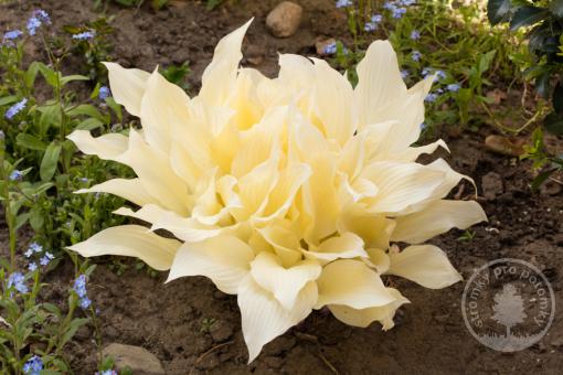 Hosta White Feather