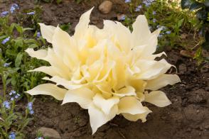 Hosta White Feather