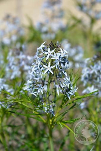 Amsonia (klejicha) Ernst Pagels