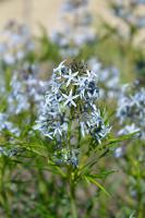 Amsonia (klejicha) Ernst Pagels