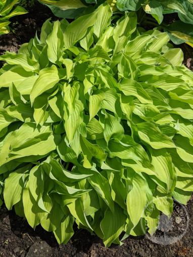 Hosta (Bohyška) Lemon Lime