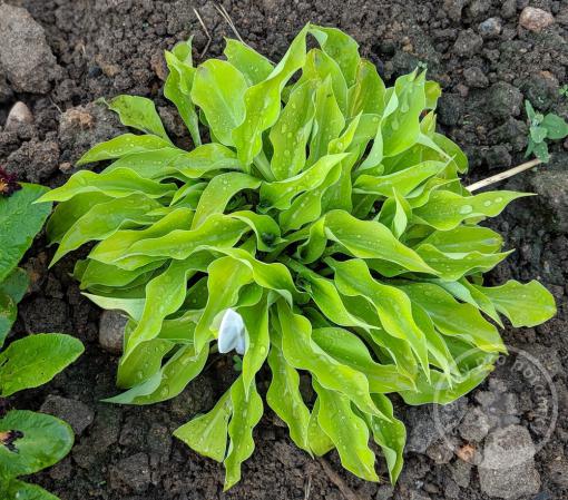 Hosta (Bohyška) Lemon Lime