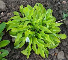 Hosta (Bohyška) Lemon Lime