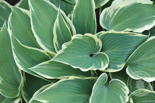 Hosta (Bohyška) El Nino