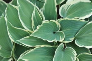 Hosta (Bohyška) El Nino