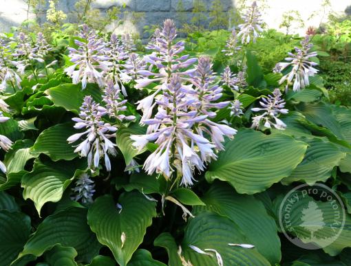 Hosta (Bohyška) Floramora