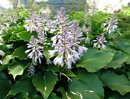 Hosta (Bohyška) Floramora